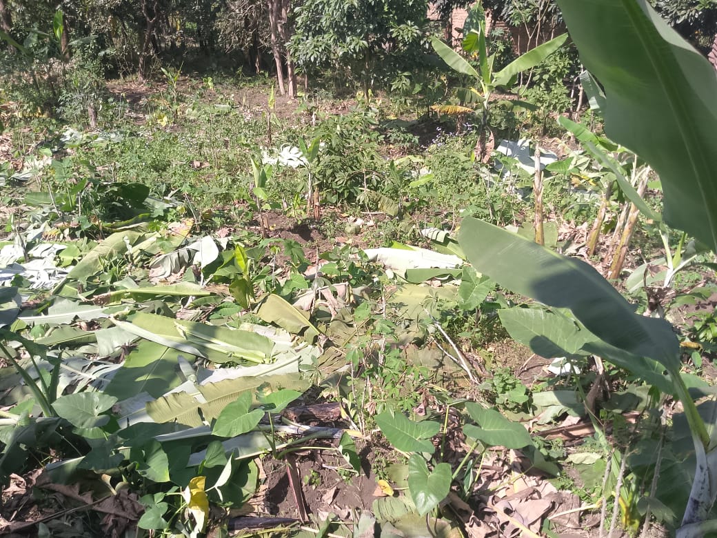 Urutoki rwe rwatemwe n'abagizi ba nabi bararwararika